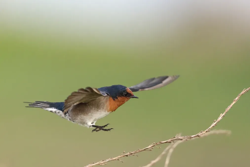 File:Welcome Swallow (Hirundo neoxena).jpg