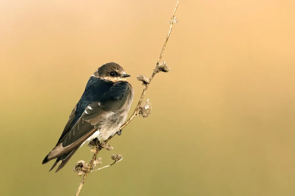 File:Tree Martin (Petrochelidon nigricans).jpg