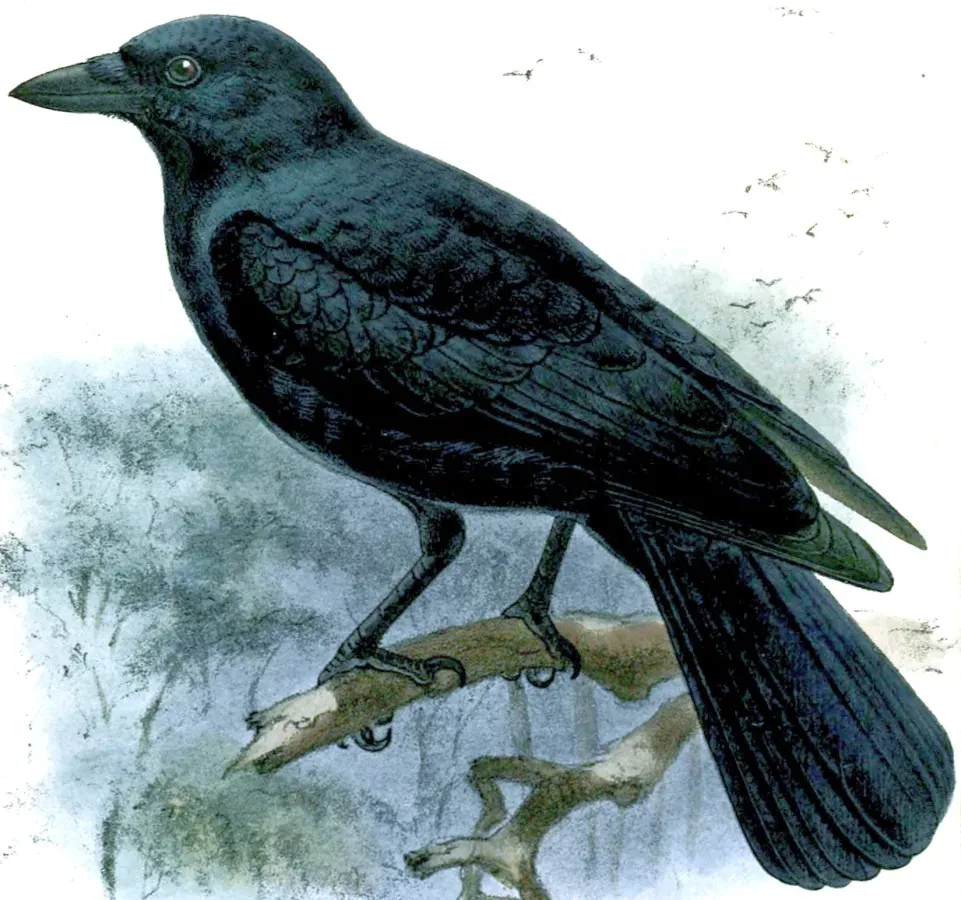 File:Corvus moneduloides.jpg