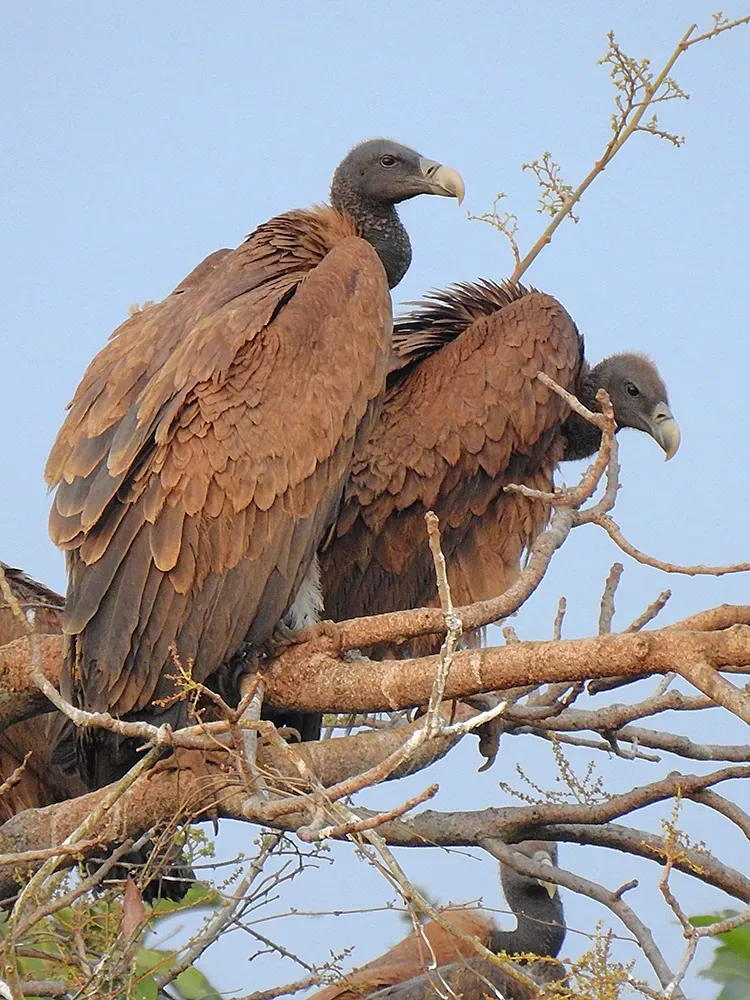 File:Pair of Indian vulture (Gyps indicus) Photograph by Shantanu Kuveskar.jpg