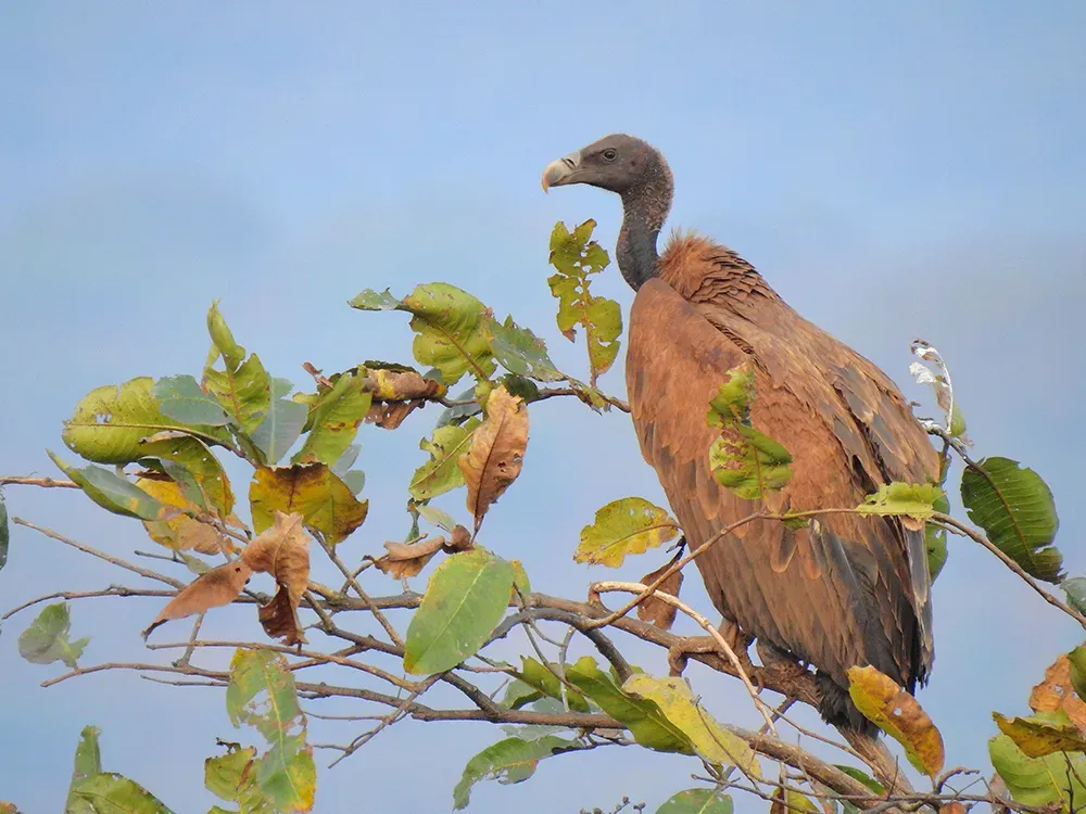File:Indian vulture (Gyps indicus) 2 Photograph by Shantanu Kuveskar.jpg