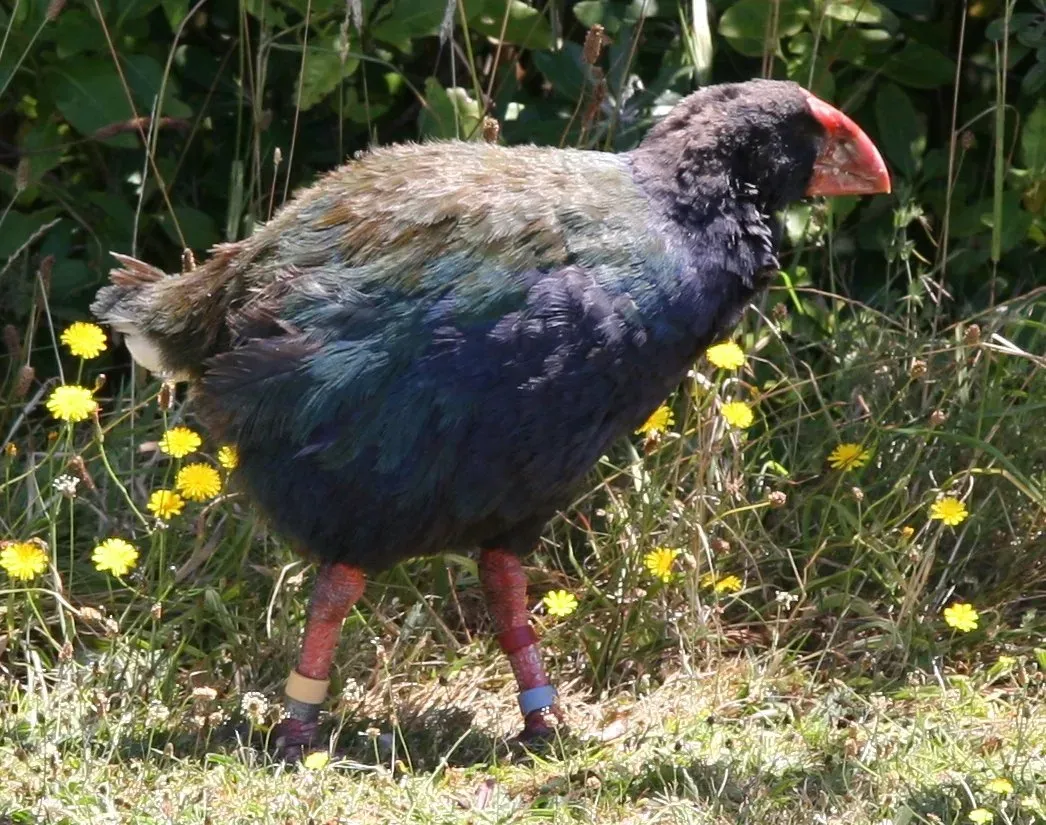 File:Porphyrio hochstetteri -Tiritiri Matangi Island -Greg-8.jpg