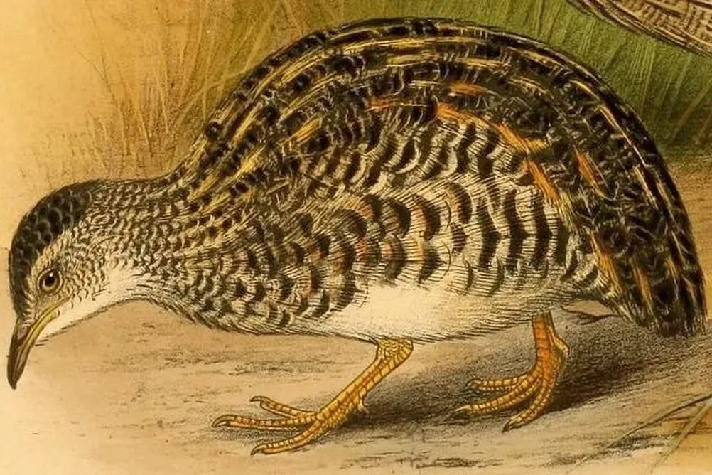 File:Taoniscus nanus.jpg