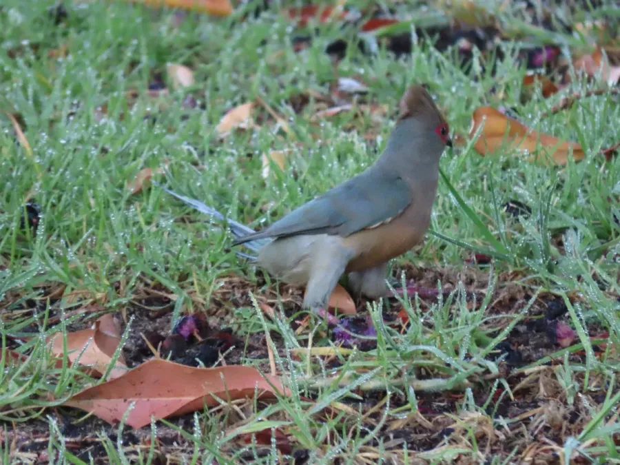 File:Urocolius indicus Red faced Mousebird IMG 2293.jpg