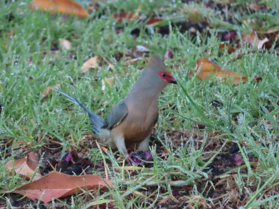 File:Urocolius indicus Red faced Mousebird IMG 2292.jpg