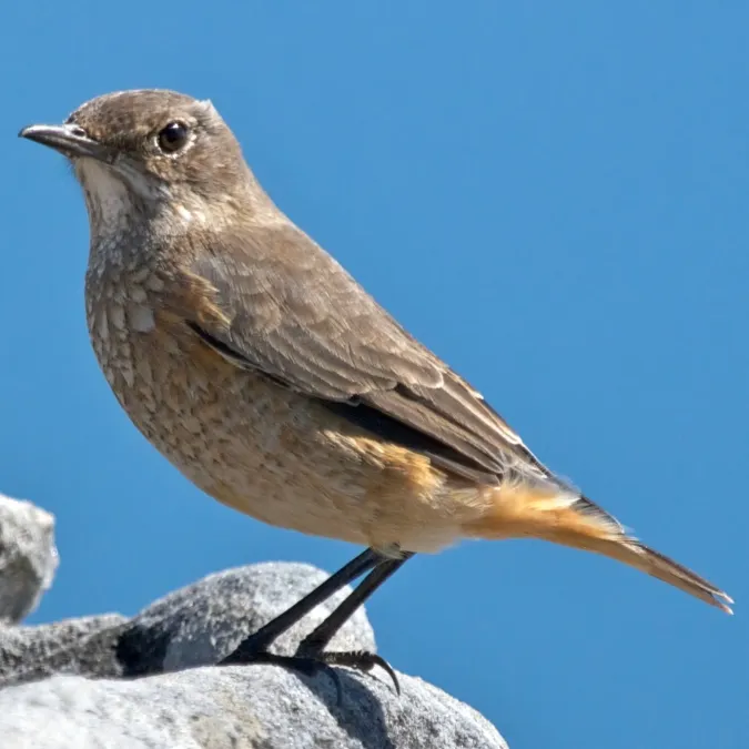File:Monticola explorator -Cape Town, Western Cape, South Africa -female-8 2.jpg
