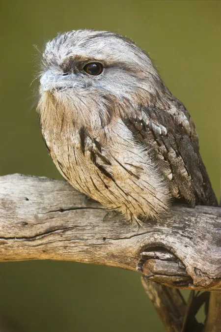 File:Podargus strigoides Bonorong.jpg