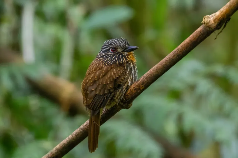 File:Malacoptila fulvogularis 71083526.jpg