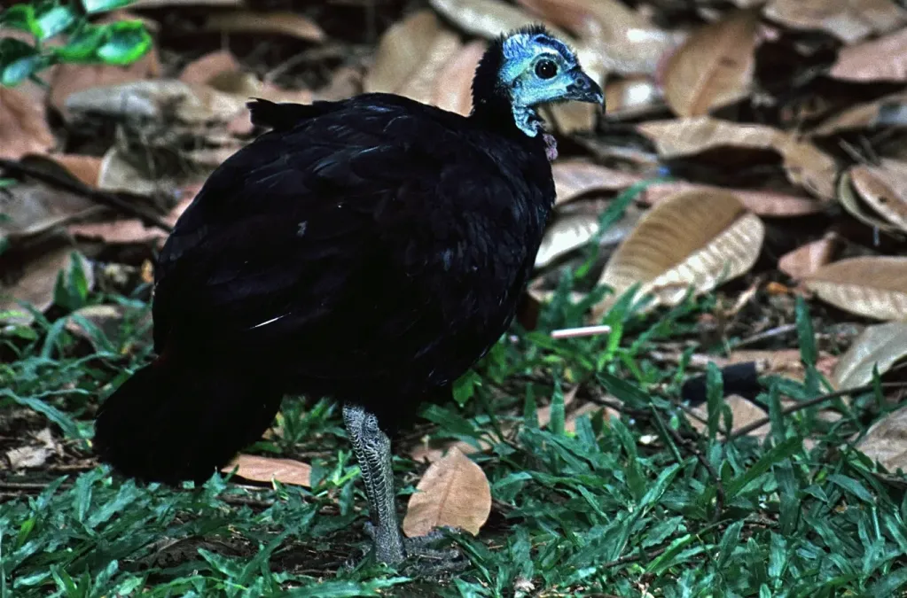 File:Wattled Brush-turkey (Aepypodius arfakianus) (7937162662) (cropped).jpg