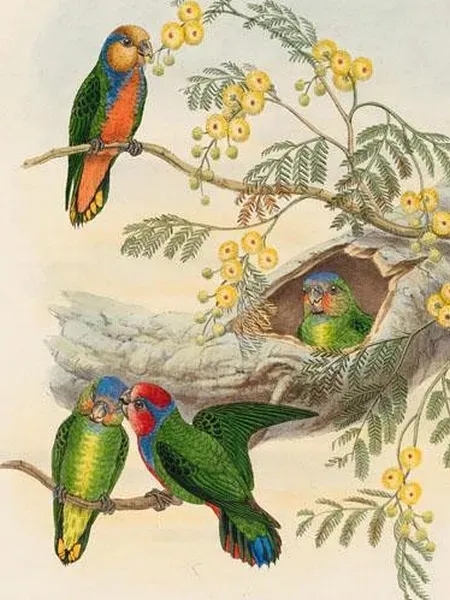 File:Micropsitta bruijnii 2.jpg