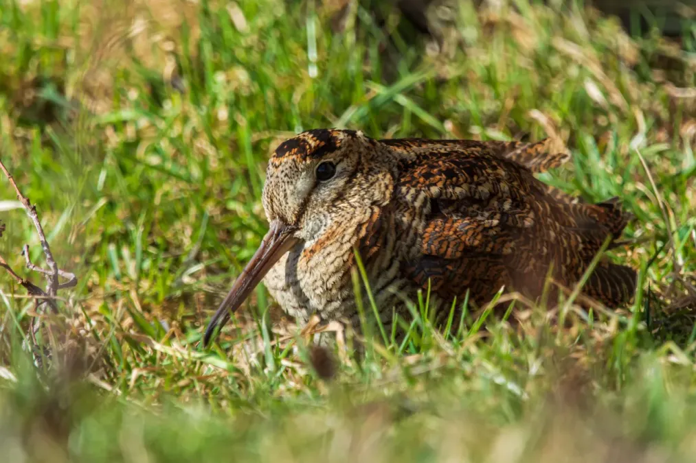 File:Waldschnepfe (scolopax rusticola) - Spiekeroog, Nationalpark Niedersächsisches Wattenmeer.jpg