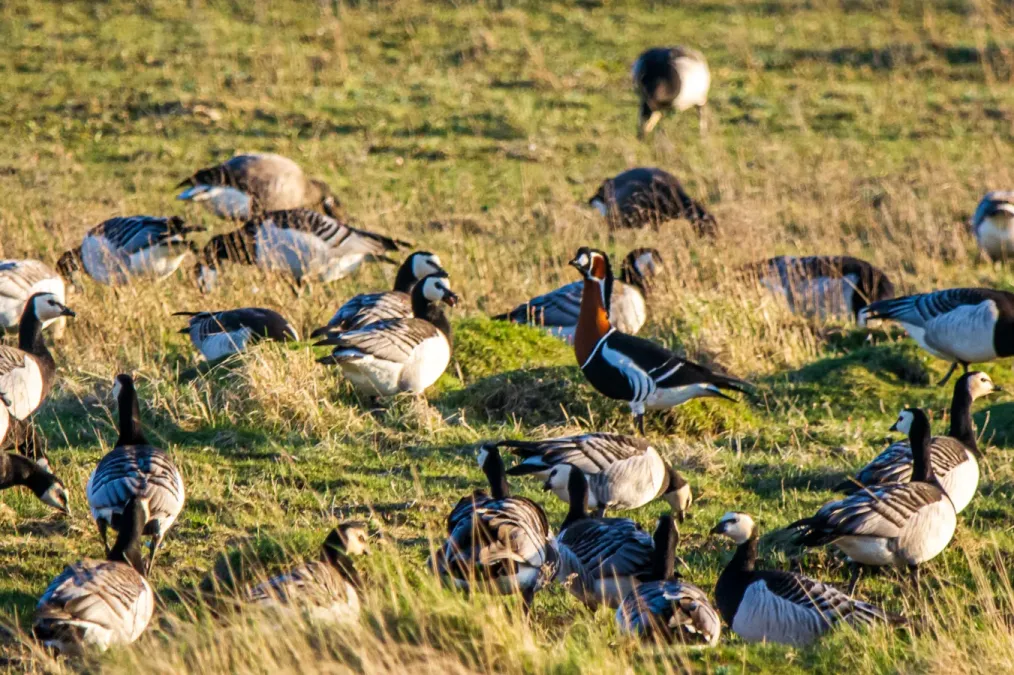 File:Rothalsgans (branta ruficollis) zwischen Weißwangengänsen (branta leucopsis) - Spiekeroog, Nationalpark Niedersächsisches Wattenmeer.jpg
