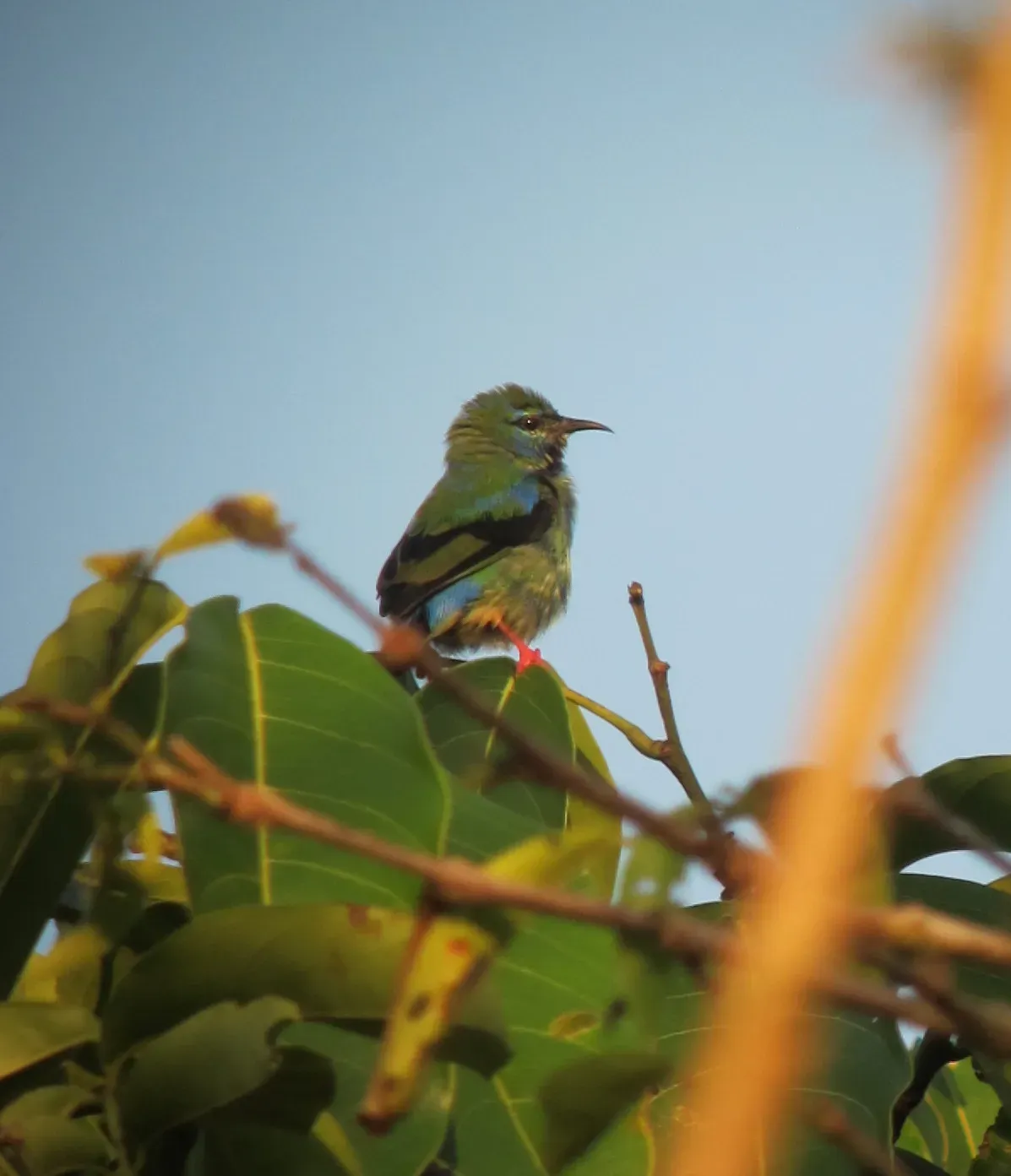 File:Short-billed Honeycreeper (Cyanerpes nitidus).jpg