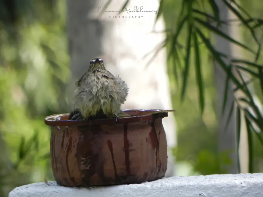 File:White Browed Bulbul (Pycnonotus Luteolus).jpg