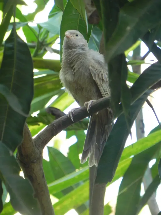 File:Yellow Billed Babbler (Argya Affinis).jpg