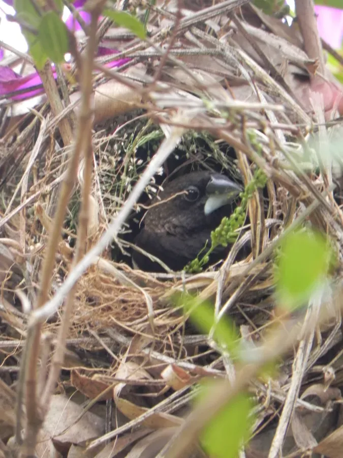 File:White Rumped Munia (Lonchura Striata).jpg