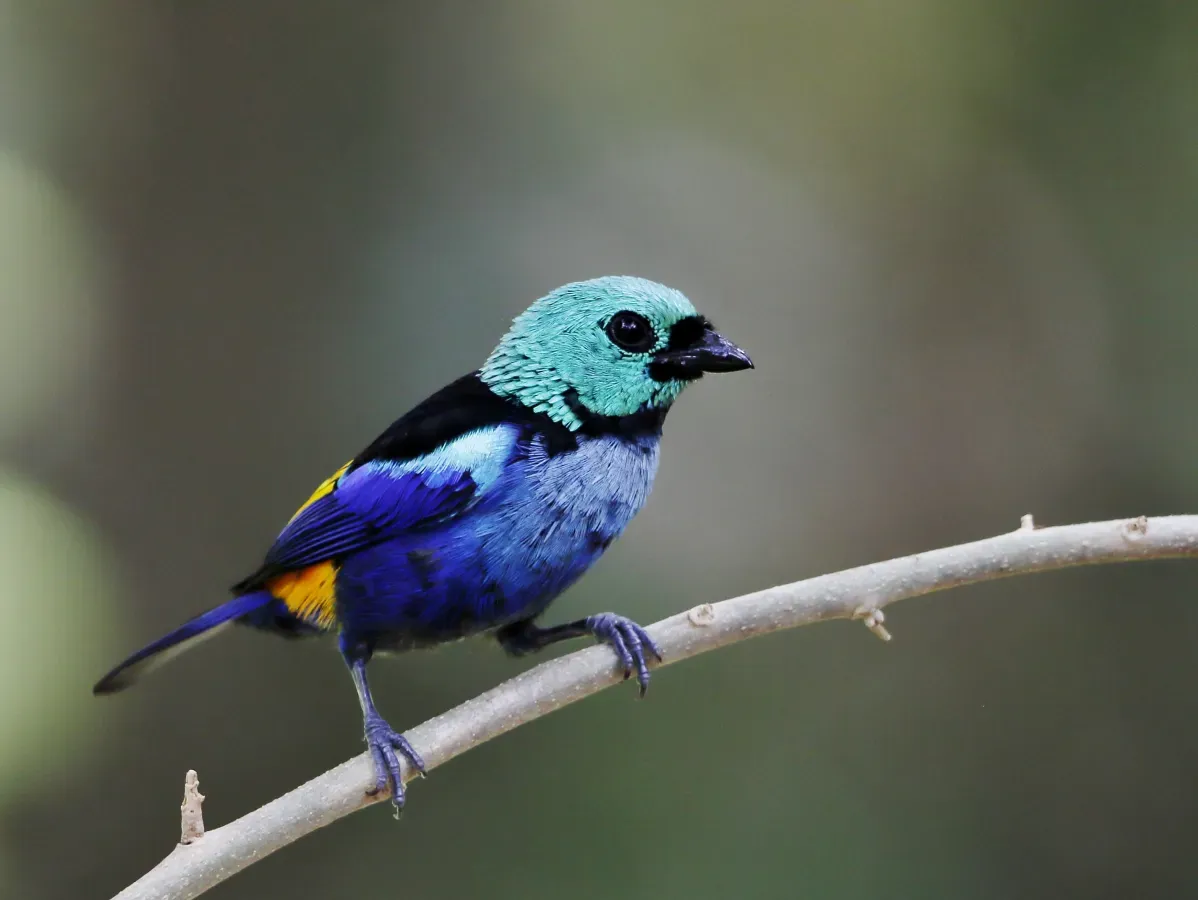 File:Tangara fastuosa - Seven colored Tanager; Maceió, Alagoas, Brazil.jpg