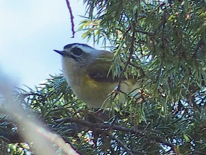 File:Regulus goodfellowi 40511577.jpg