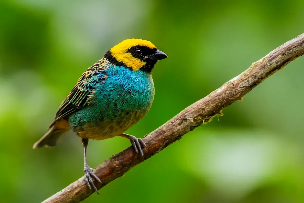 File:Saffron-crowned Tanager (Tangara xanthocephala) (cropped).jpg