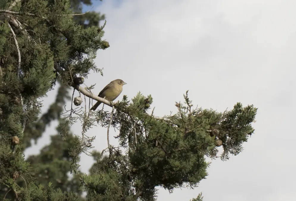 File:Emberiza melanocephala - Black-headed Bunting 02.jpg
