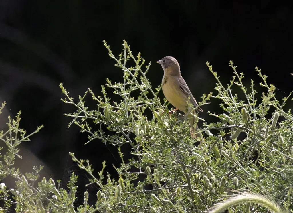 File:Emberiza melanocephala - Black-headed Bunting 01.jpg