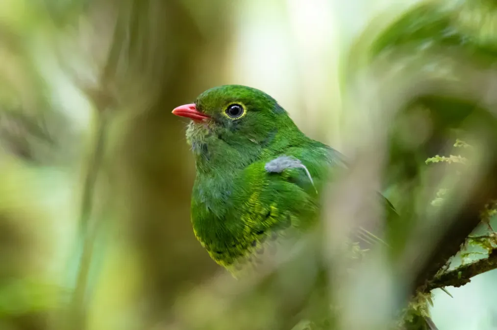 File:Pipreola intermedia 70626856.jpg