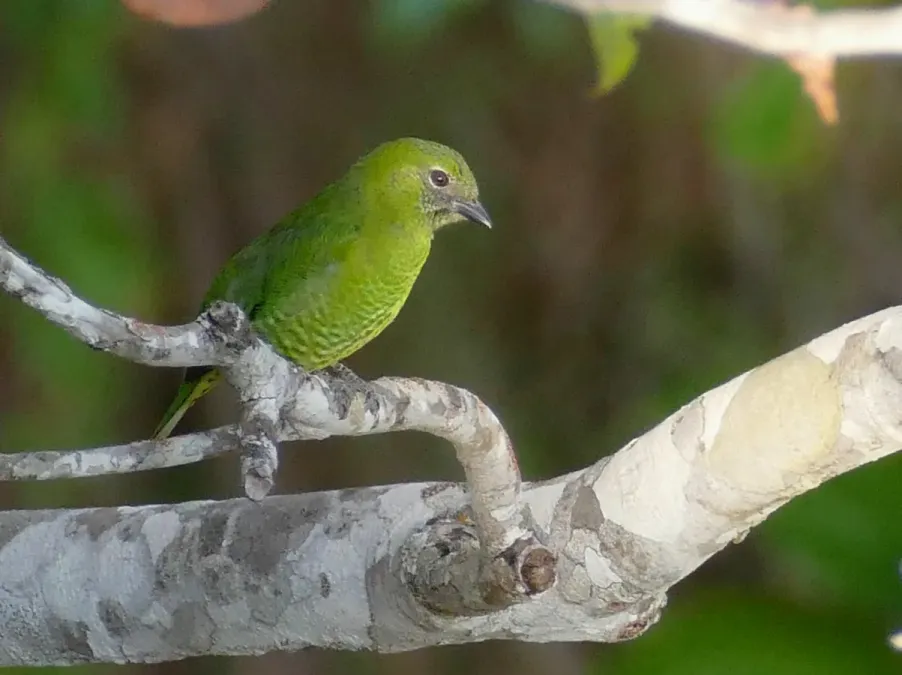 File:Swallow Tanager (Tersina viridis) female ... (48326378492) (cropped).jpg