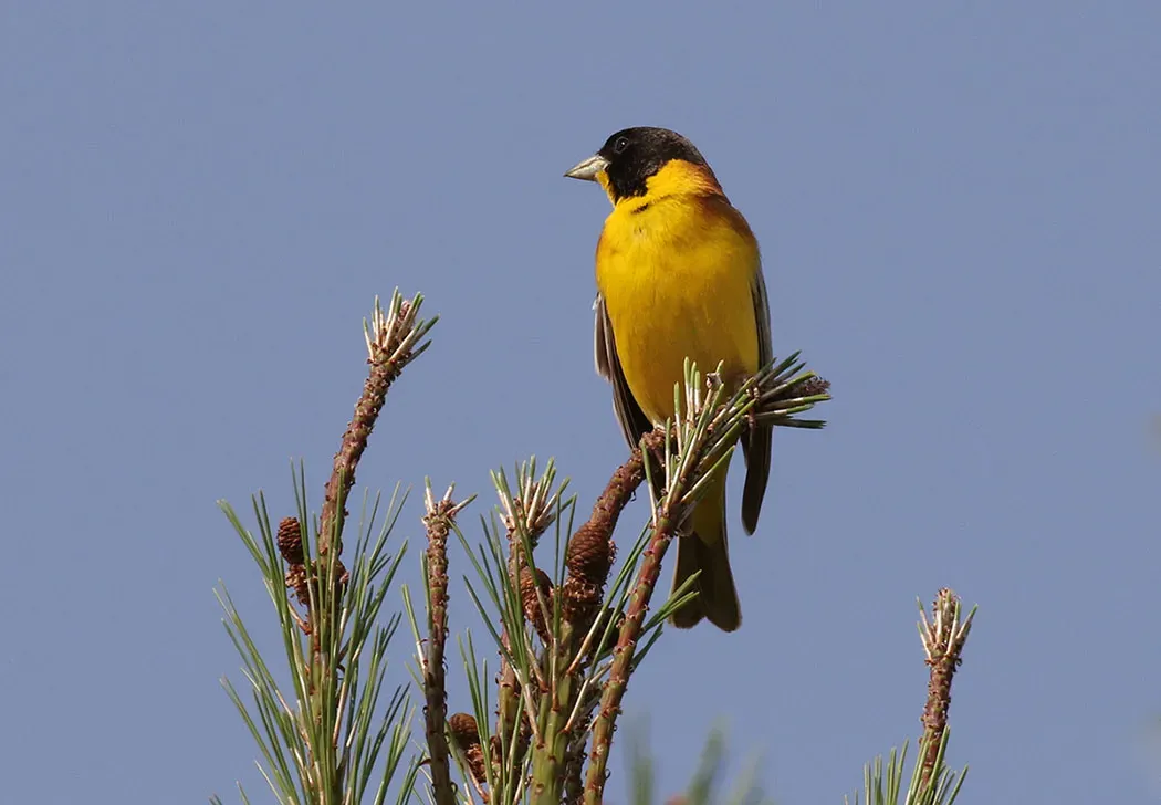 File:Emberiza melanocephala - Black-headed Bunting 03.jpg