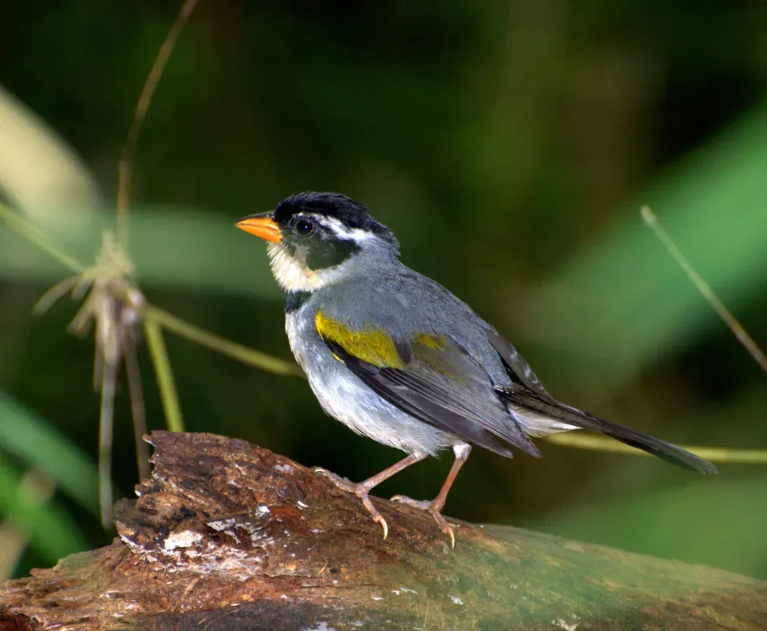 File:TICO-TICO-DE-BICO-AMARELO ( Arremon flavirostris ).jpg