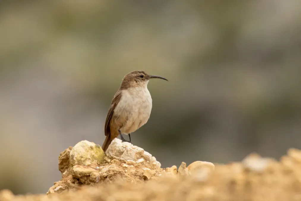 File:Upucerthia validirostris 65143036.jpg