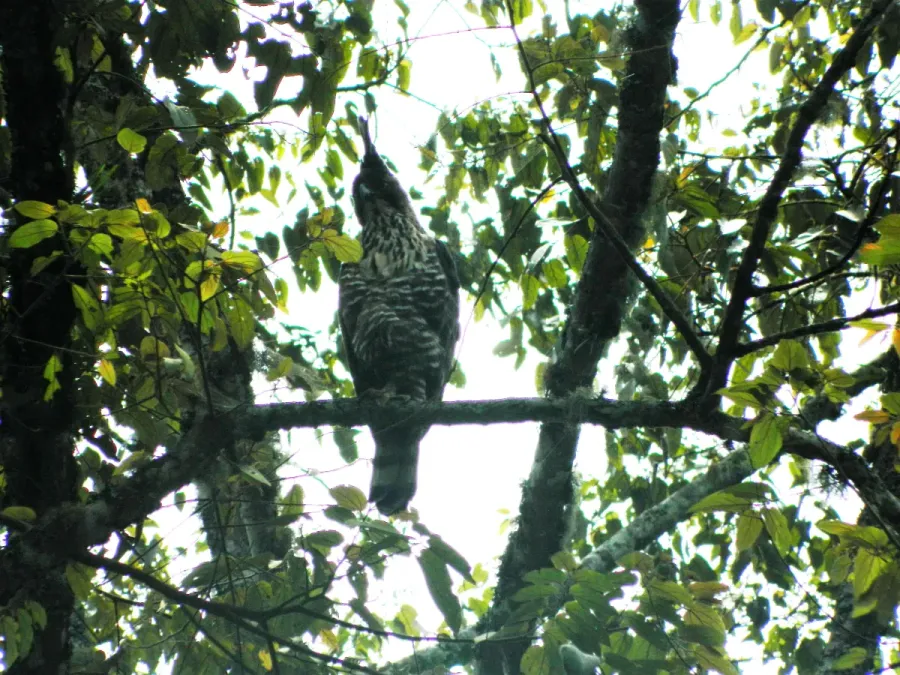 File:Nisaetus bartelsi bird perches on a tree in the Raden Soerjo Mojokerto Forest Park, Malang Regency, East Java.jpg