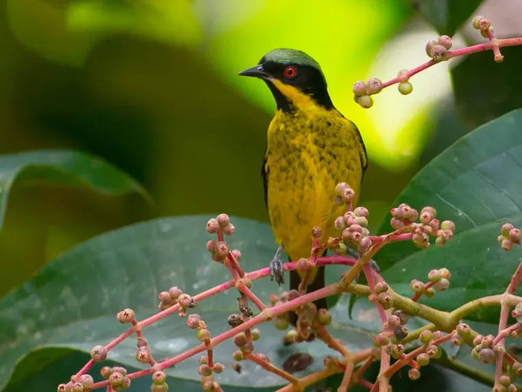 File:Dacnis flaviventer, Yellow-bellied Dacnis (cropped).jpg
