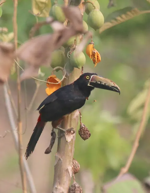 File:Pteroglossus torquatus 58412387.jpg