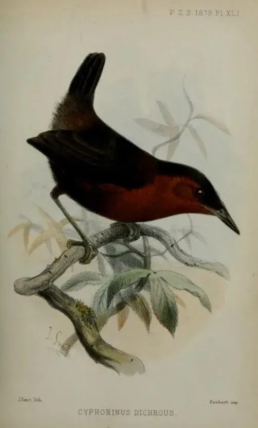 File:Cyphorhinus thoracicus dichrous.jpg