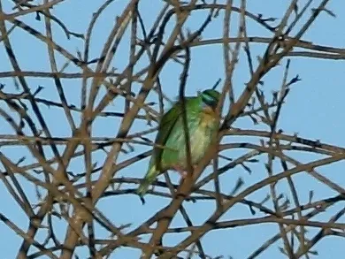 File:Cyanerpes nitidus - Short-billed Honeycreeper (female); Novo Mundo Mato Grosso, Brazil.jpg
