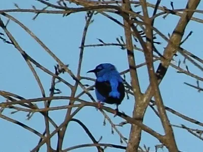 File:Cyanerpes nitidus - Short-billed Honeycreeper (male); Novo Mundo, Mato Grosso, Brazil.jpg