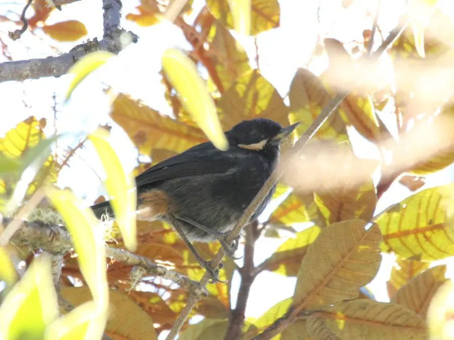 File:Moustached Flowerpiercer (Diglossa mystacalis) (cropped).jpg
