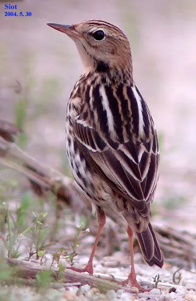 File:Anthus gustavi 2724688.jpg