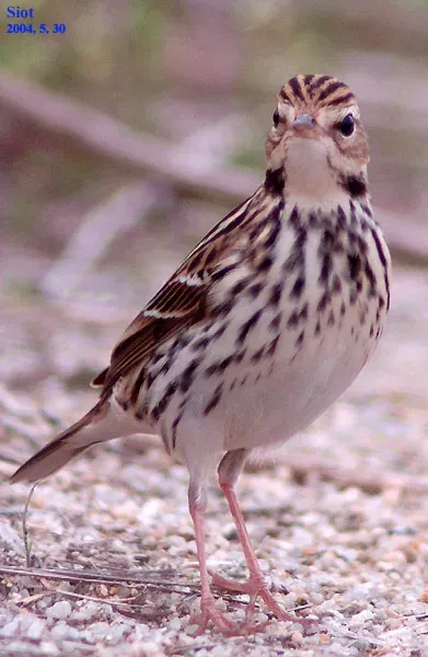File:Anthus gustavi 2724689.jpg