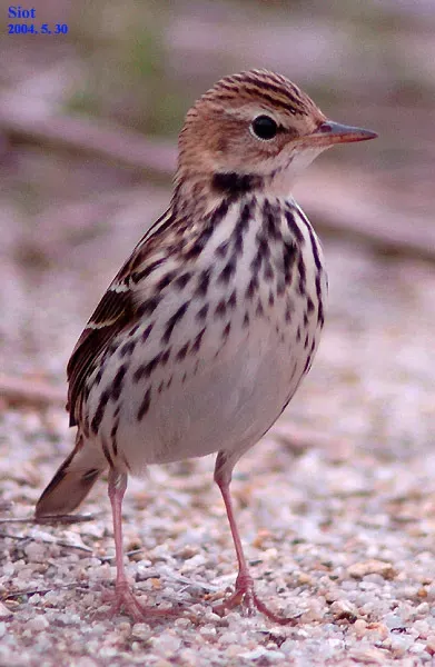 File:Anthus gustavi 2724690.jpg