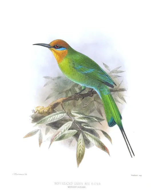 File:Merops boehmi Keulemans.jpg