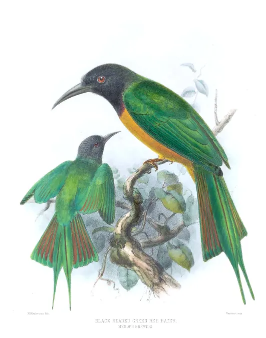 File:Merops breweri Keulemans.jpg