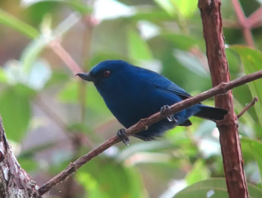 File:Diglossa indigotica Picaflor del Chocó Indigo Flowerpiercer (8553385066) (cropped).jpg