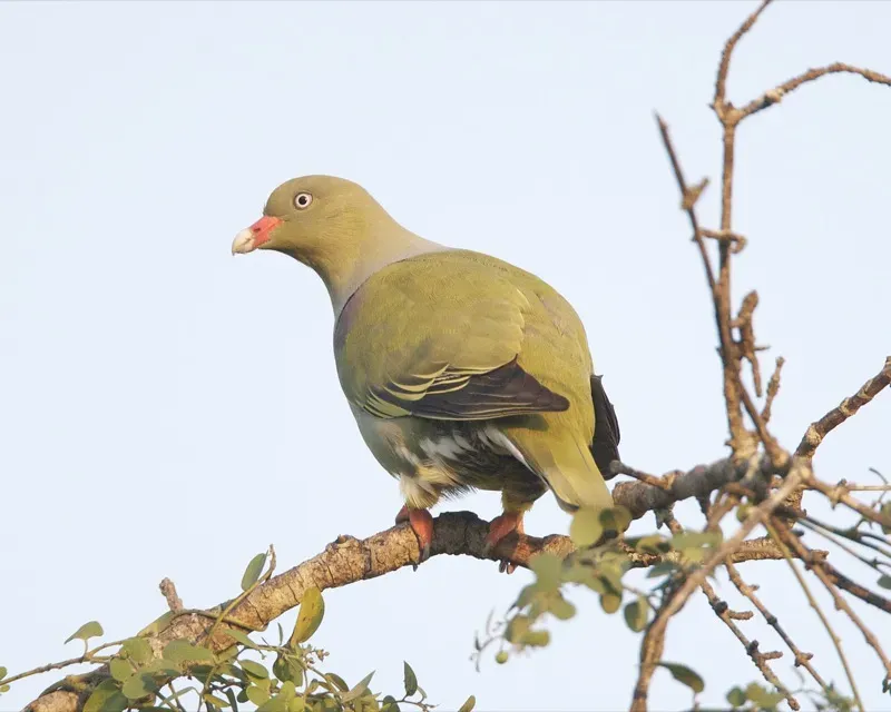 File:African Green Pigeon (Treron calvus), Kwa Madwala, Mpumalanga, South Africa (4171985668).jpg
