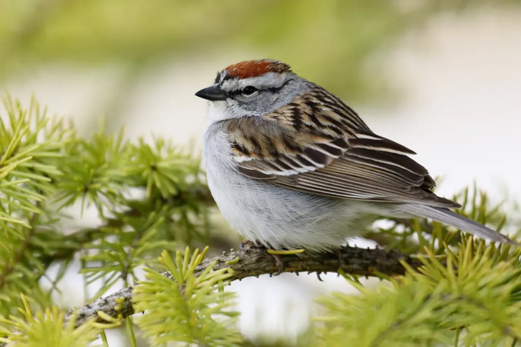 File:Spizella passerina ULaval 02.jpg