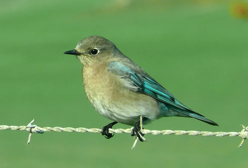 File:Sialia currucoides female.jpg