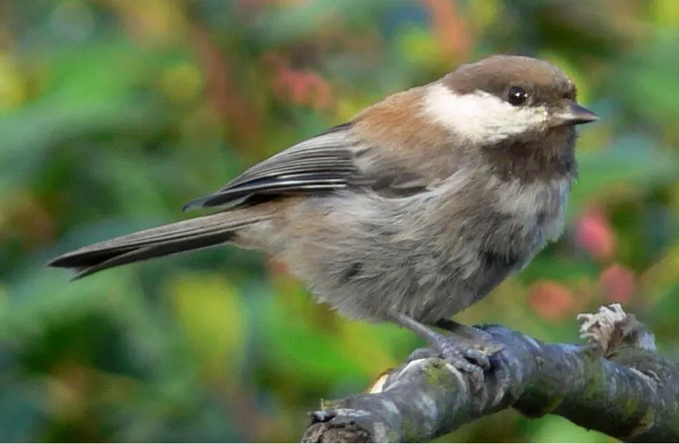 File:Poecile rufescens 2.jpg
