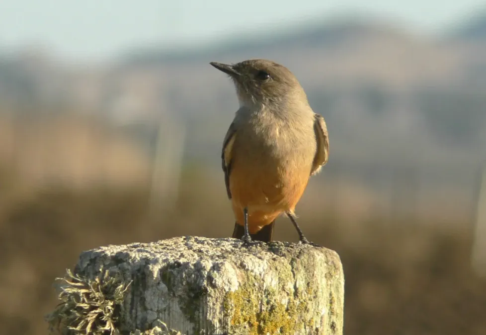 File:Sayornis saya 2.jpg
