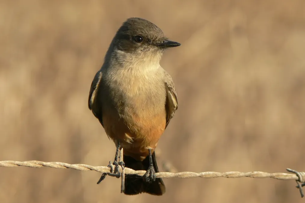 File:Sayornis saya .jpg