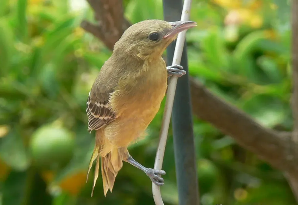 File:Icterus cucullatus Immature.jpg